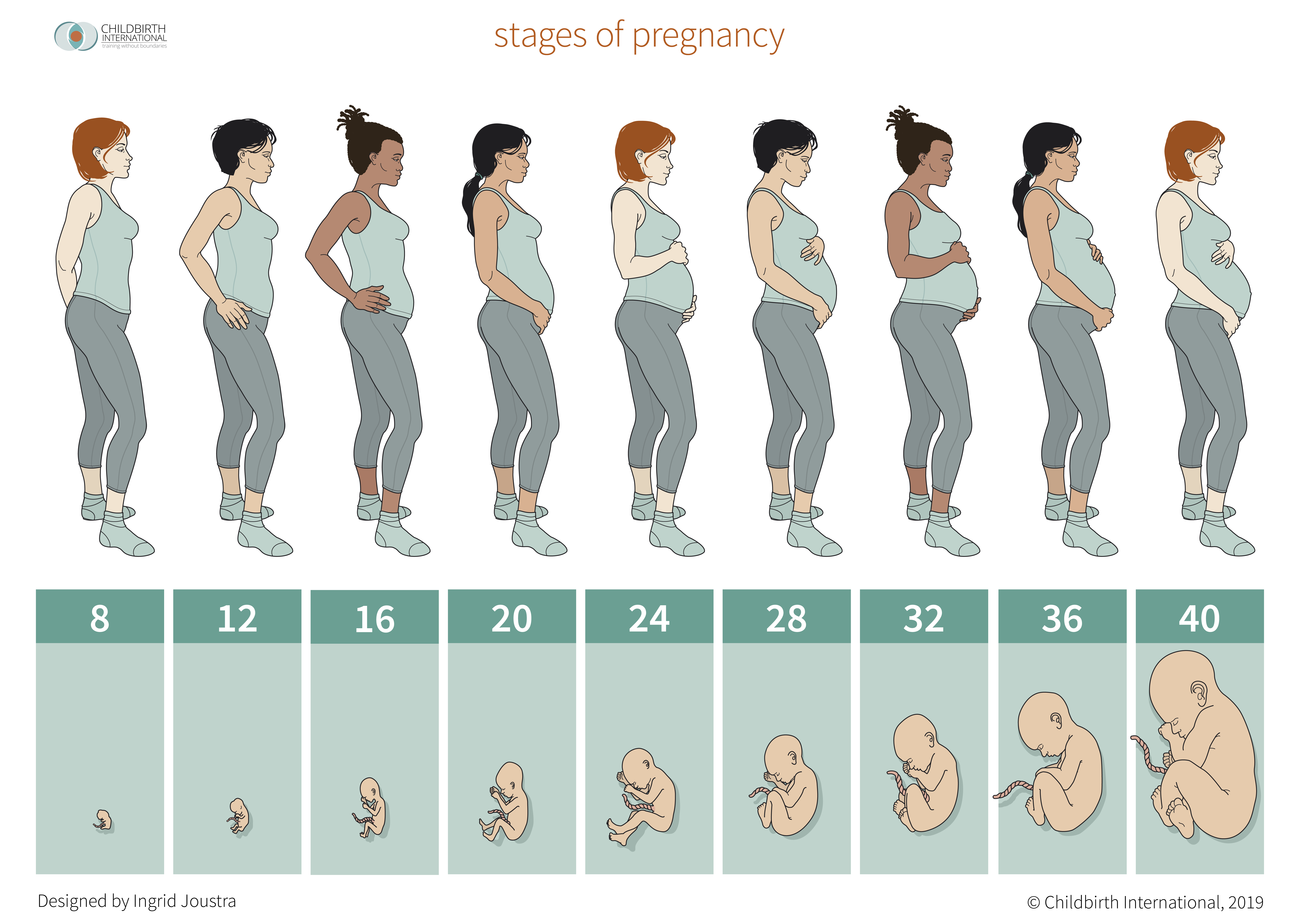 The Stages Of Pregnancy